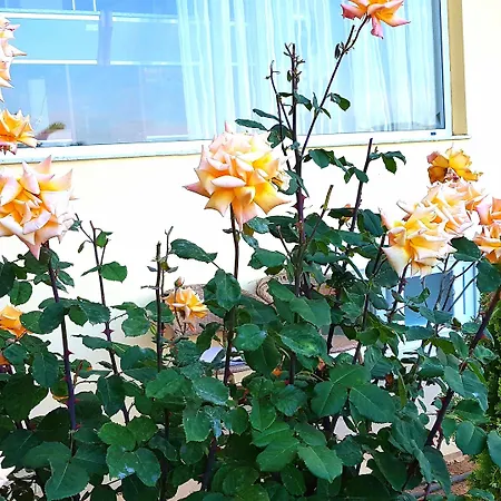 Hotel Diamond Limenaria (Thasos)